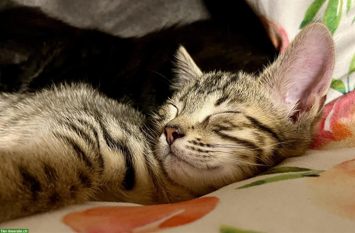 Bild 2: Bengal Kitten, weiblich, 12 Wochen sucht ein Zuhause