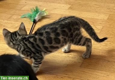 Bild 3: Bengal Kitten, weiblich, 12 Wochen sucht ein Zuhause