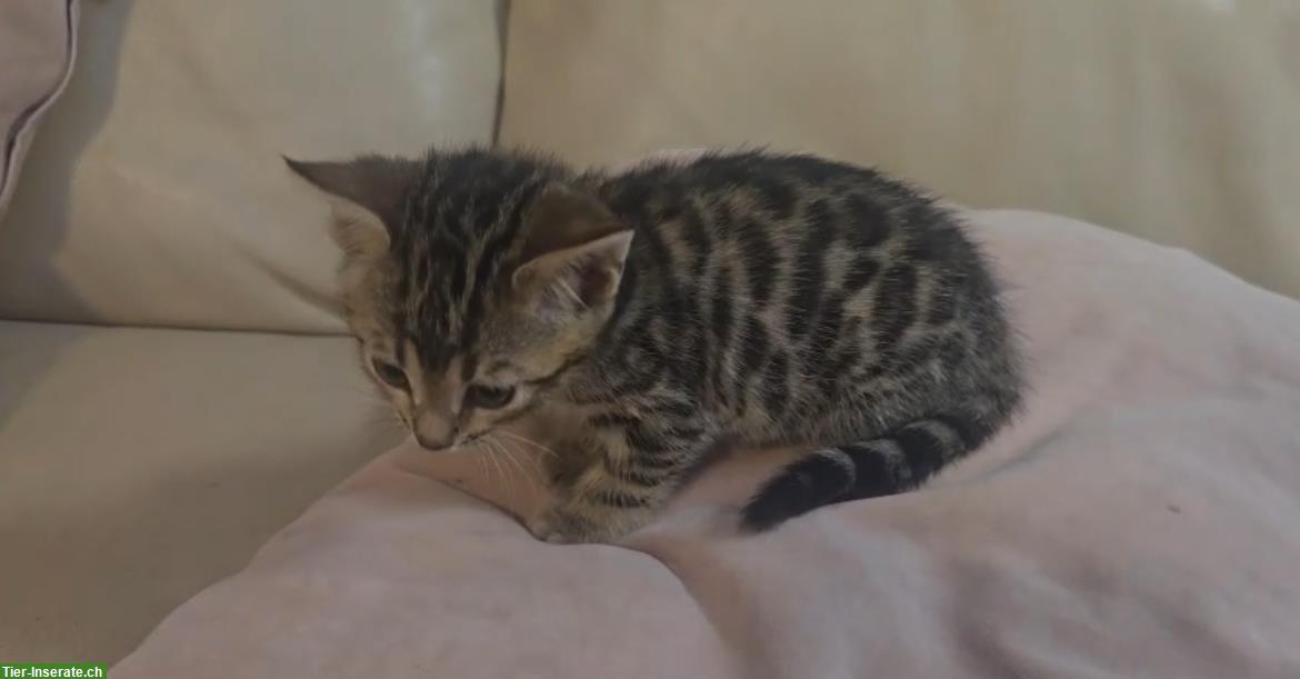 Bild 4: Bengal Kitten, weiblich, 12 Wochen sucht ein Zuhause