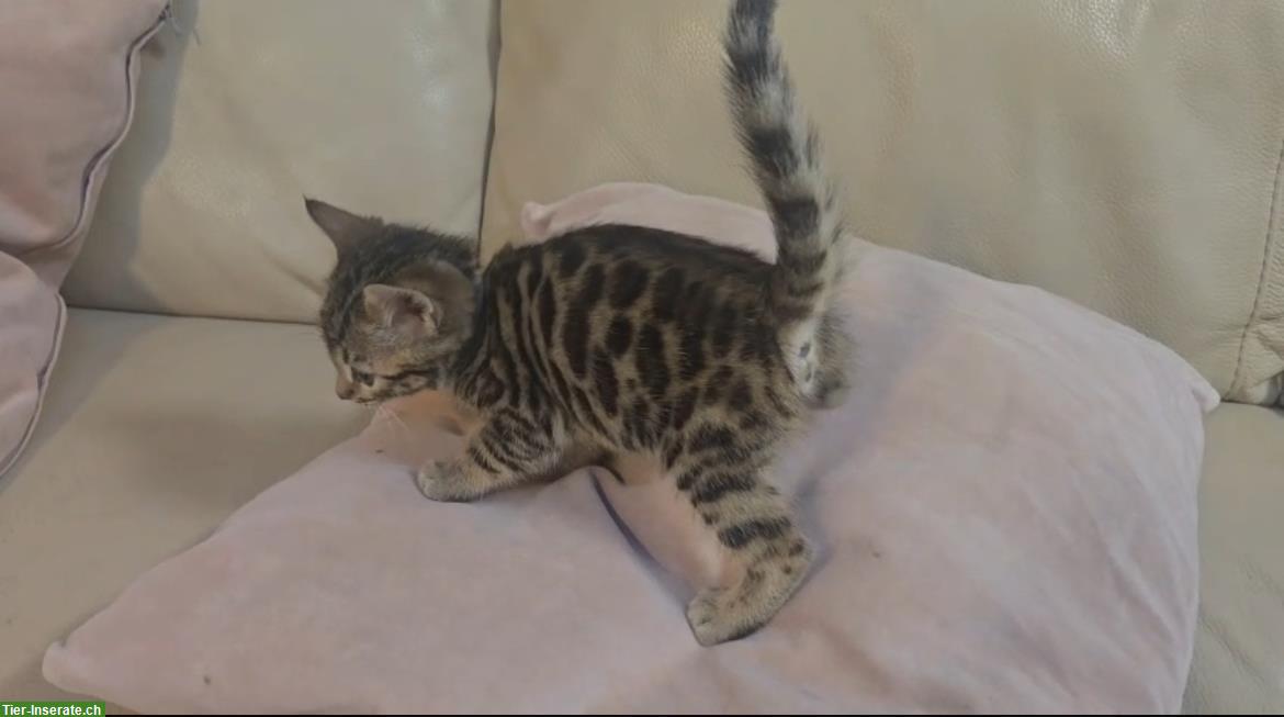 Bild 5: Bengal Kitten, weiblich, 12 Wochen sucht ein Zuhause