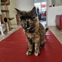 Kitten (schwarz & schildpatt) suchen liebevolles Zuhause