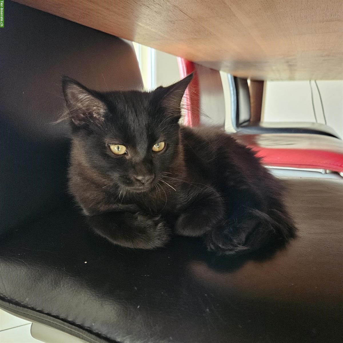 Bild 2: Kitten (schwarz & schildpatt) suchen liebevolles Zuhause