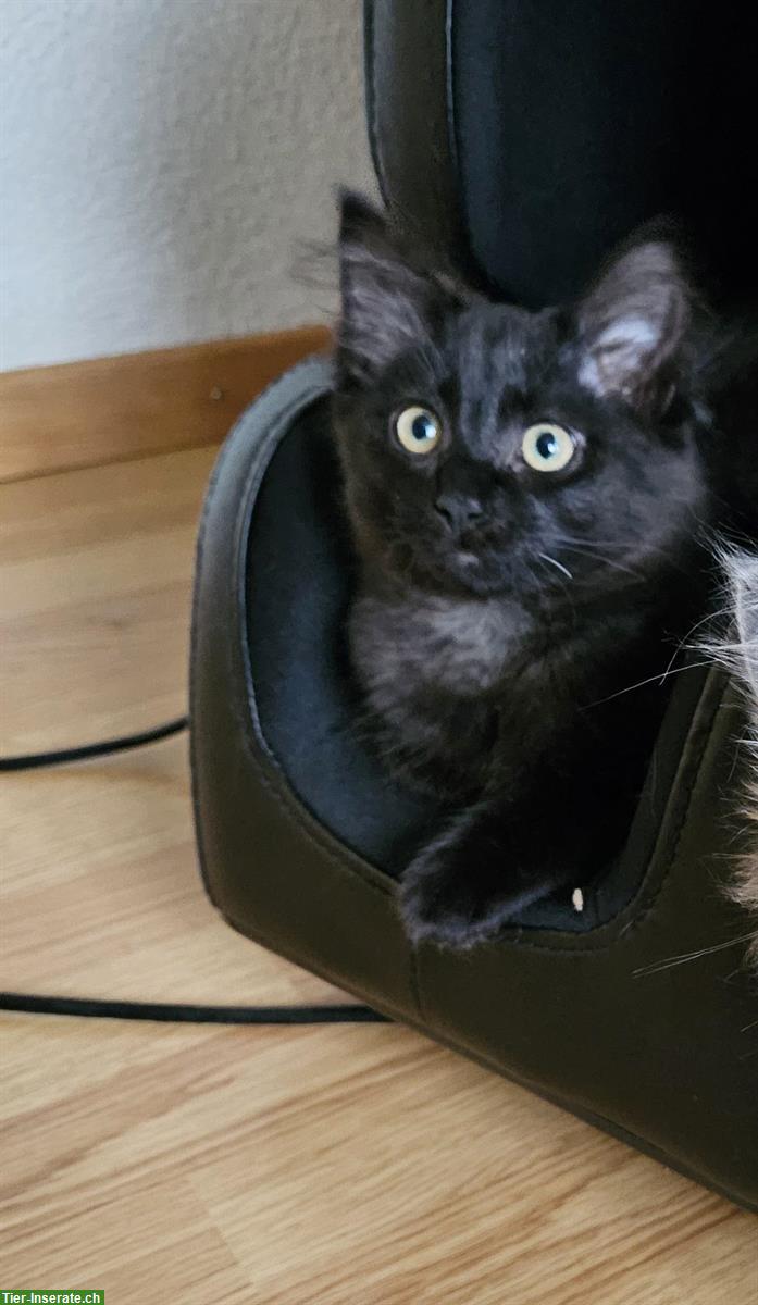 Bild 3: Kitten (schwarz & schildpatt) suchen liebevolles Zuhause