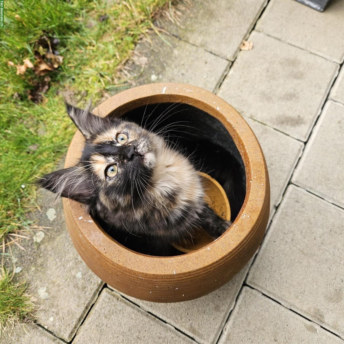 Bild 4: Kitten (schwarz & schildpatt) suchen liebevolles Zuhause