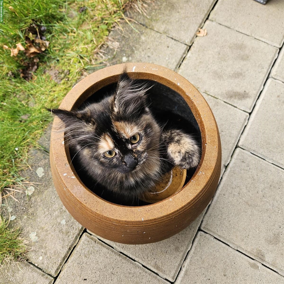 Bild 5: Kitten (schwarz & schildpatt) suchen liebevolles Zuhause