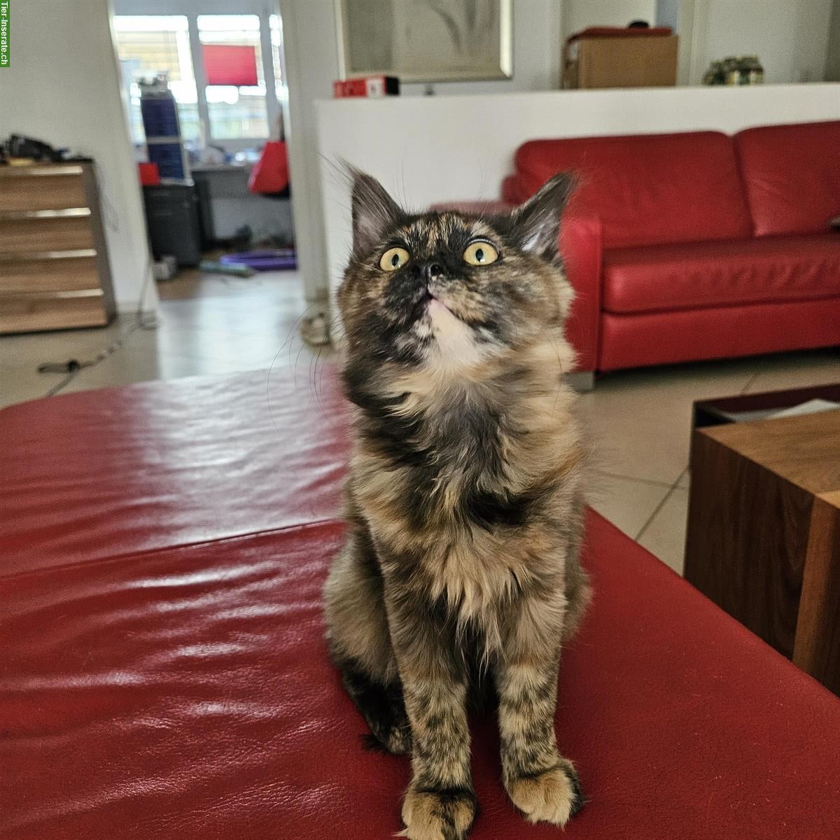 Bild 6: Kitten (schwarz & schildpatt) suchen liebevolles Zuhause