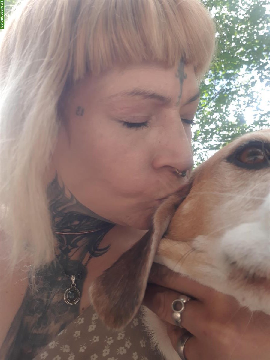 Hundebetreuung für deinen Liebling in St. Gallen