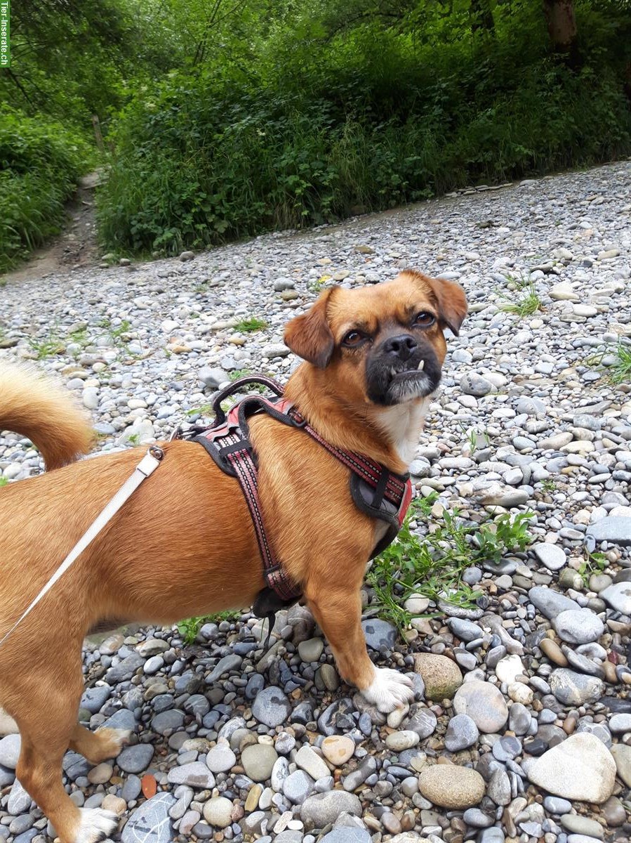 Bild 10: Hundebetreuung für deinen Liebling in St. Gallen