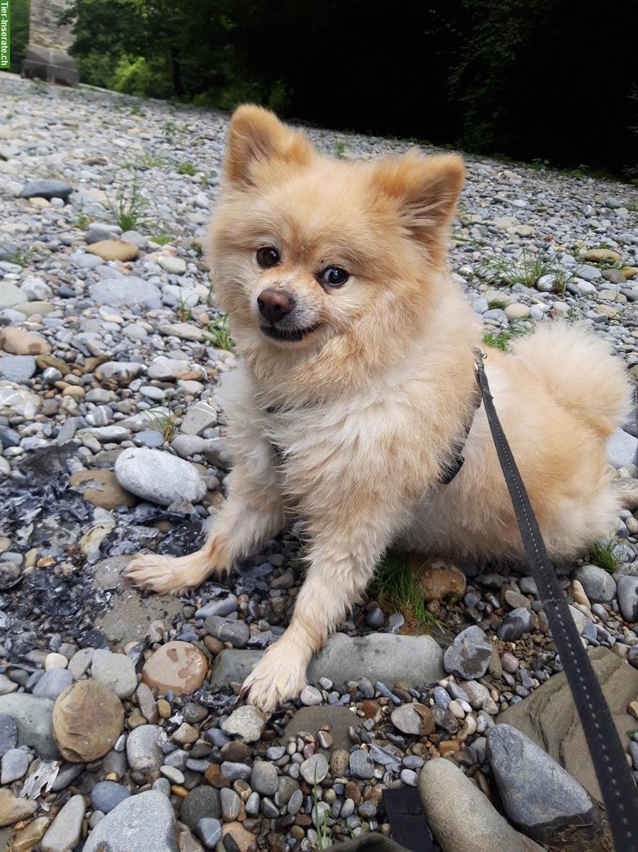 Bild 2: Hundebetreuung für deinen Liebling in St. Gallen