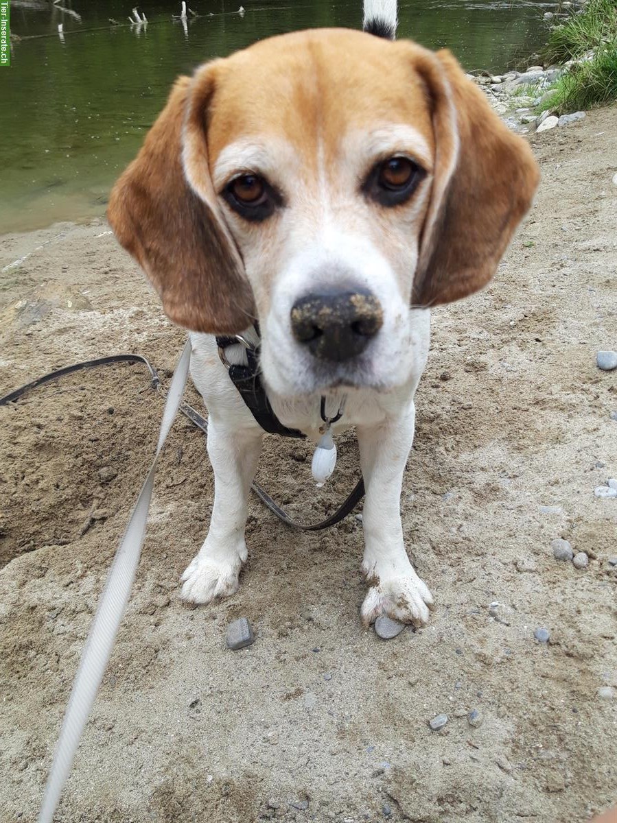 Bild 3: Hundebetreuung für deinen Liebling in St. Gallen