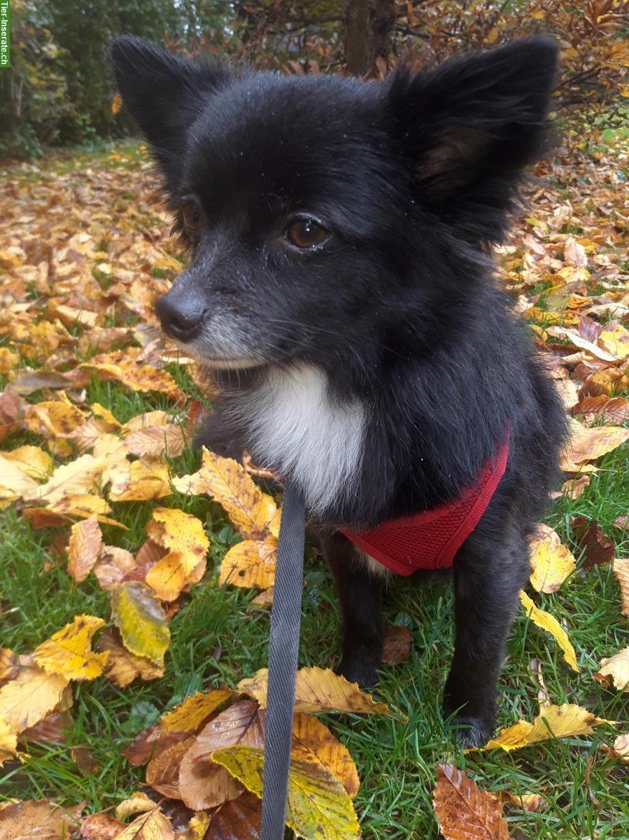 Bild 4: Hundebetreuung für deinen Liebling in St. Gallen