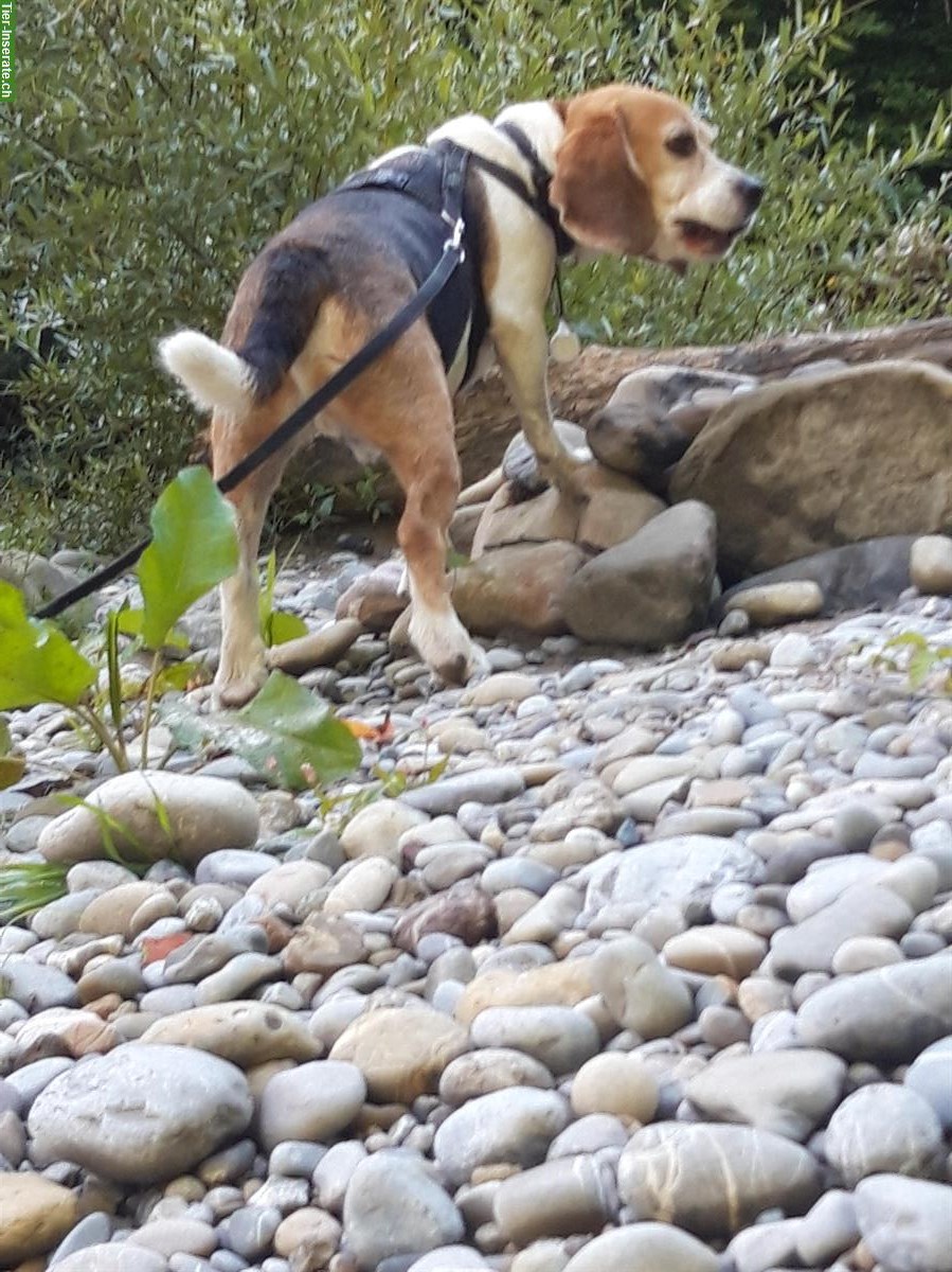 Bild 6: Hundebetreuung für deinen Liebling in St. Gallen