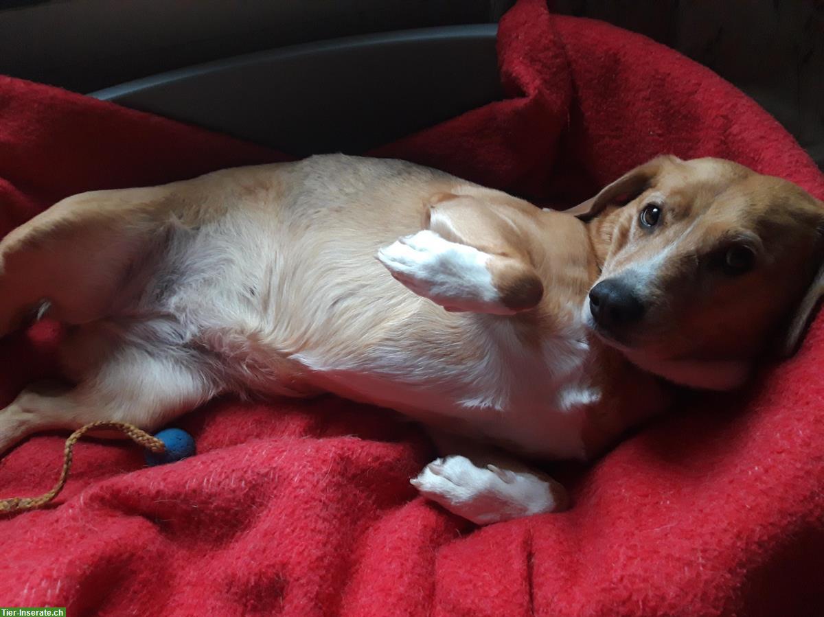 Bild 8: Hundebetreuung für deinen Liebling in St. Gallen