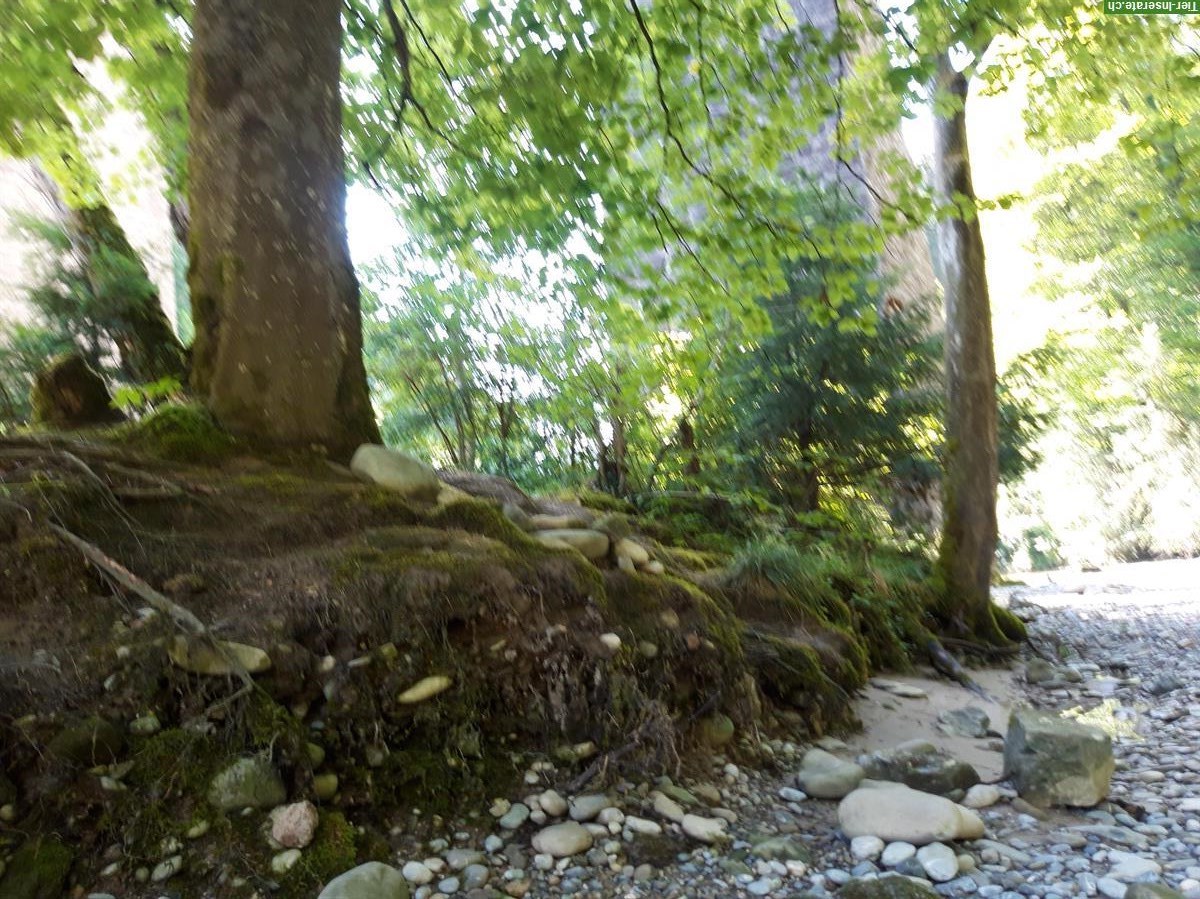 Bild 9: Hundebetreuung für deinen Liebling in St. Gallen