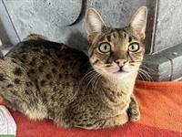 Savannah Katze F4, 1-jähriger Kater