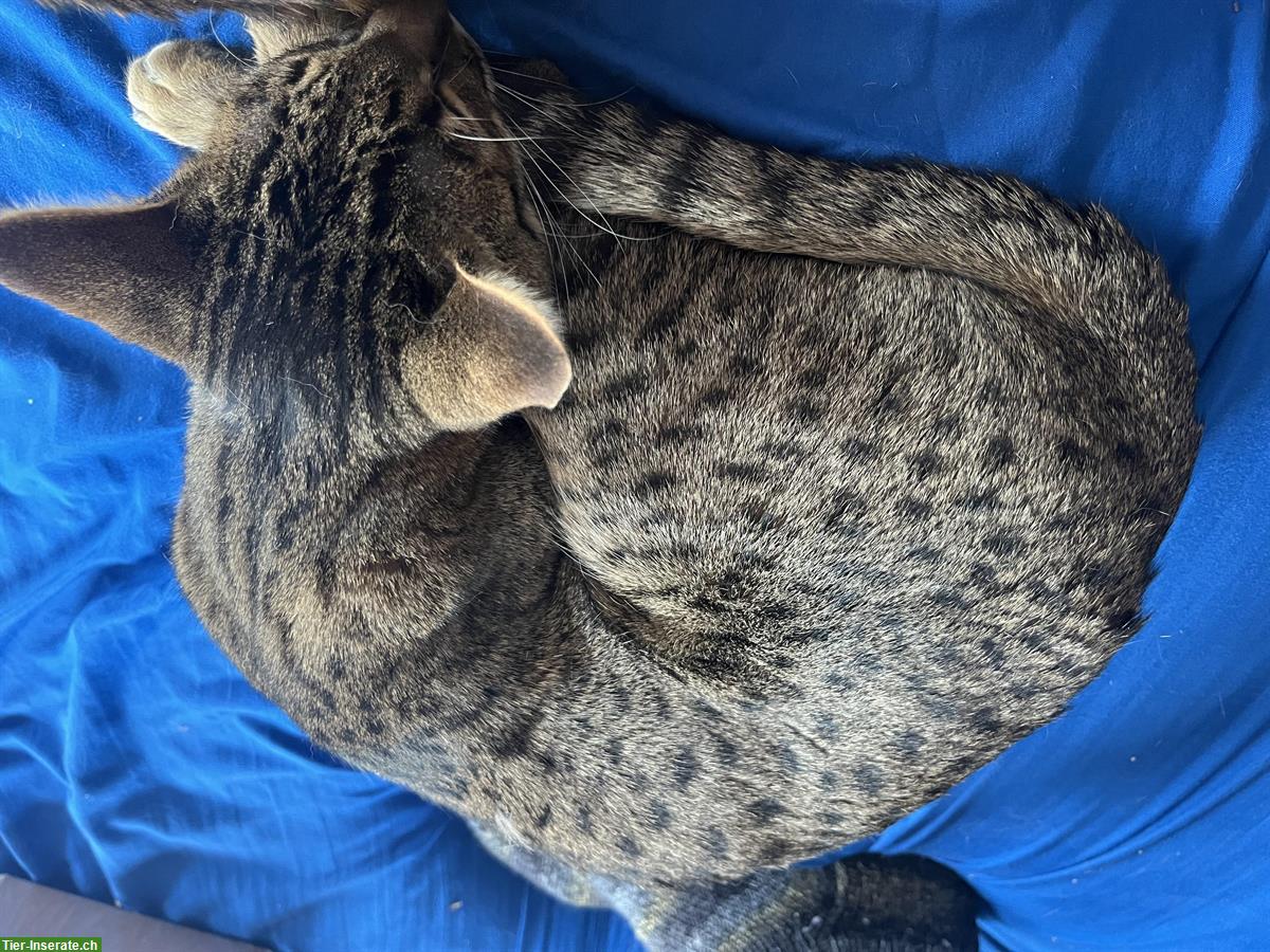 Bild 2: Savannah Katze F4, 1-jähriger Kater