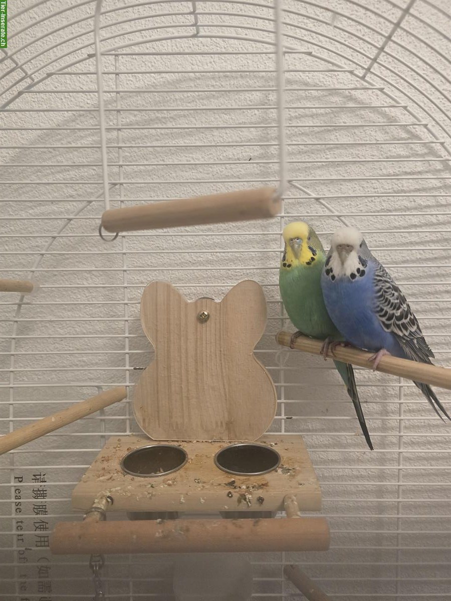 Bild 3: 2 junge Wellensittiche mit Käfig zu verkaufen