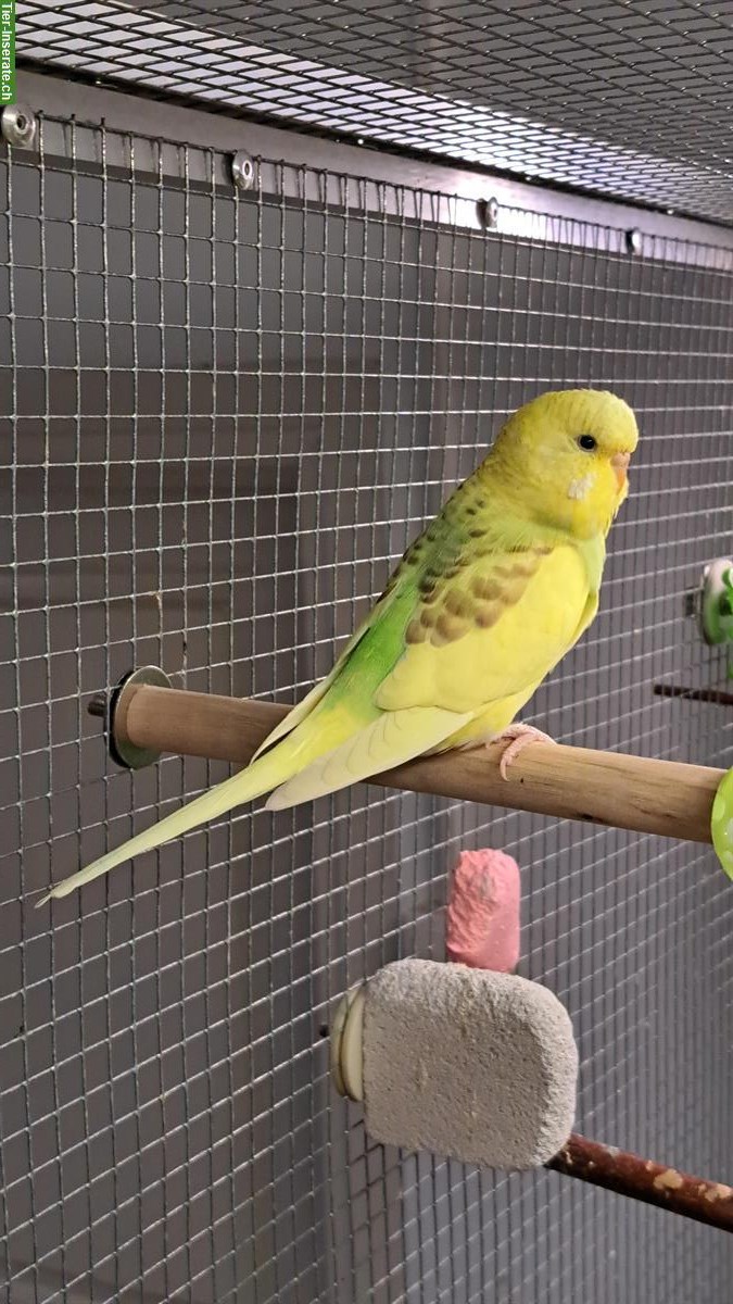 Wellensittich Weibchen, grün-gelb, Innenhaltung