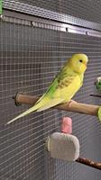 Wellensittich Weibchen, grün-gelb, Innenhaltung