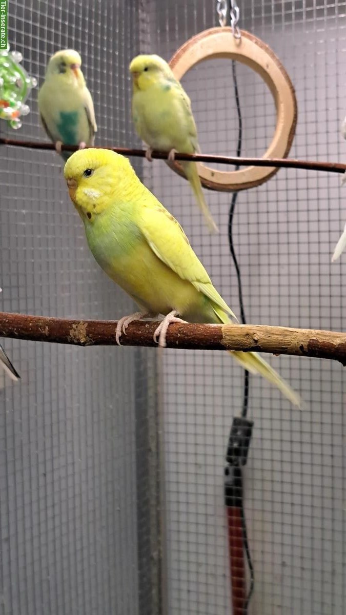 Bild 2: Wellensittich Weibchen, grün-gelb, Innenhaltung