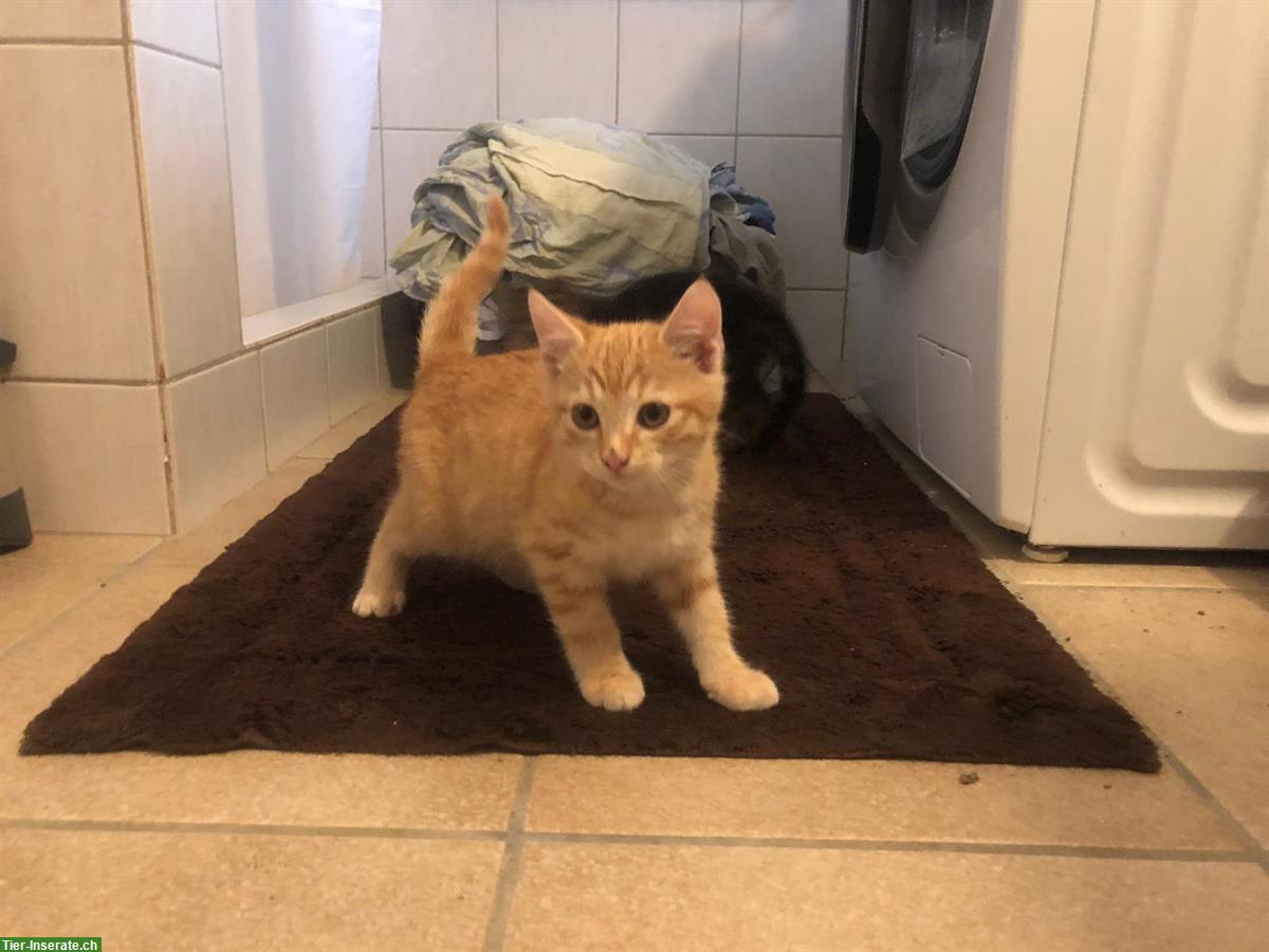 Junge Bauernhofkatzen, rot-getigert und grau-getigert