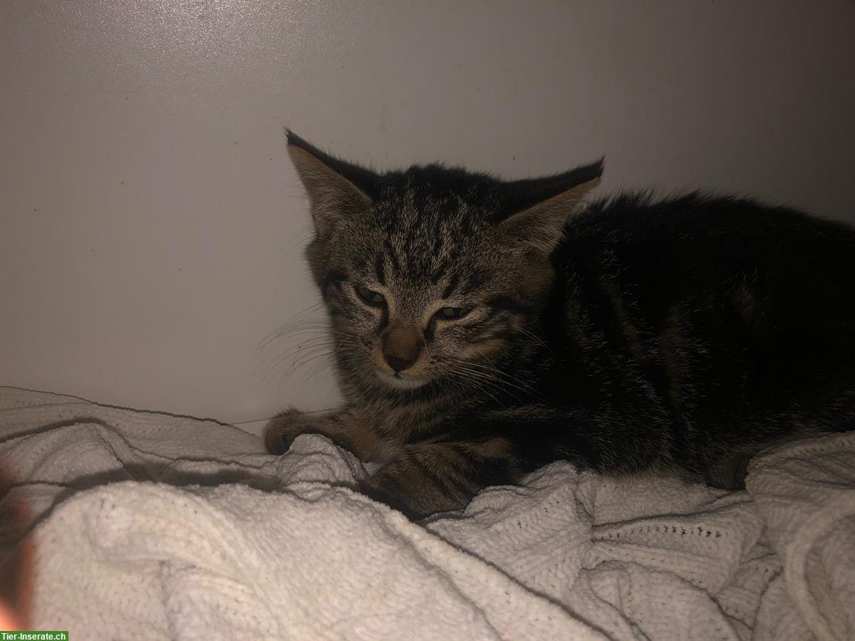 Bild 2: Junge Bauernhofkatzen, rot-getigert und grau-getigert