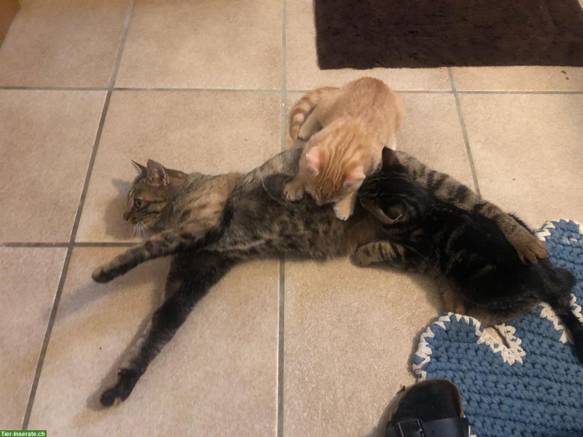 Bild 3: Junge Bauernhofkatzen, rot-getigert und grau-getigert