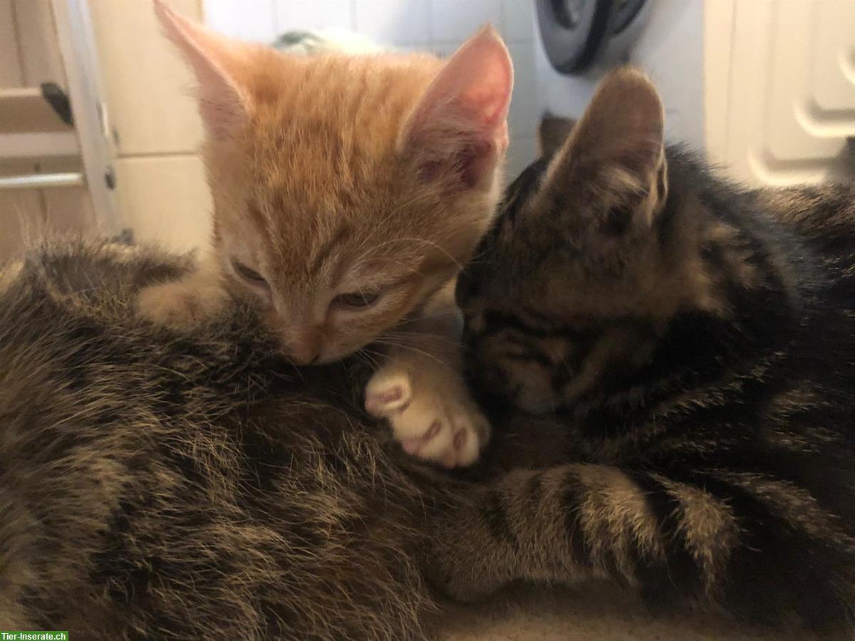 Bild 4: Junge Bauernhofkatzen, rot-getigert und grau-getigert