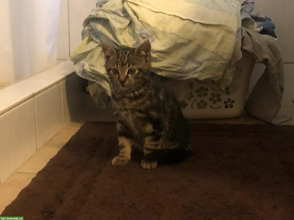 Bild 5: Junge Bauernhofkatzen, rot-getigert und grau-getigert