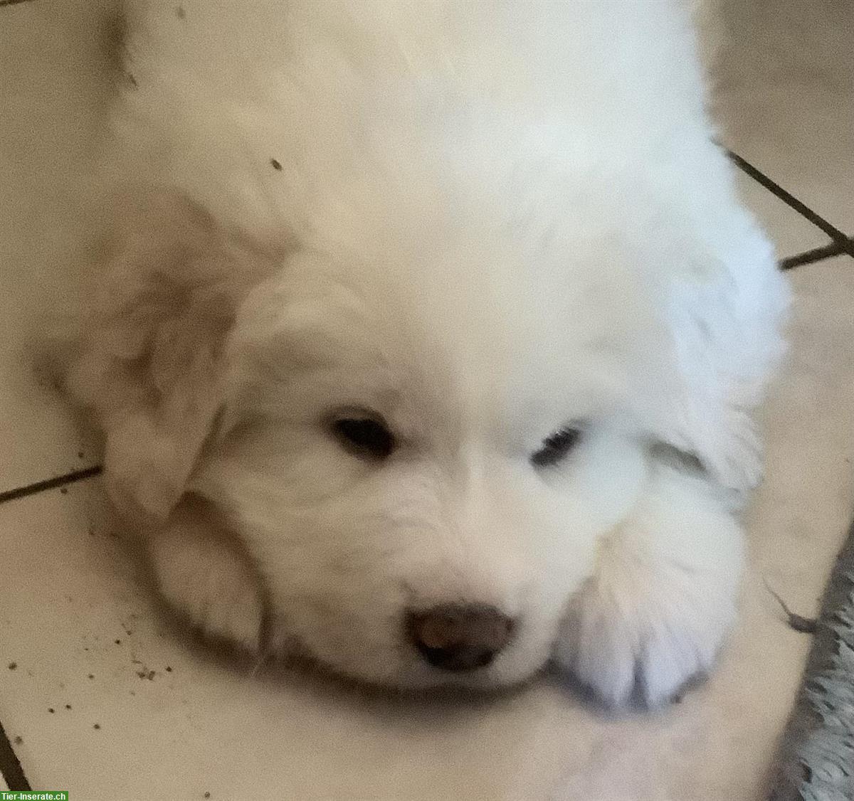 Pyrenäenberghunde Welpe, ruhige kleine Hündin