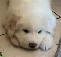 Pyrenäenberghunde Welpe, ruhige kleine Hündin