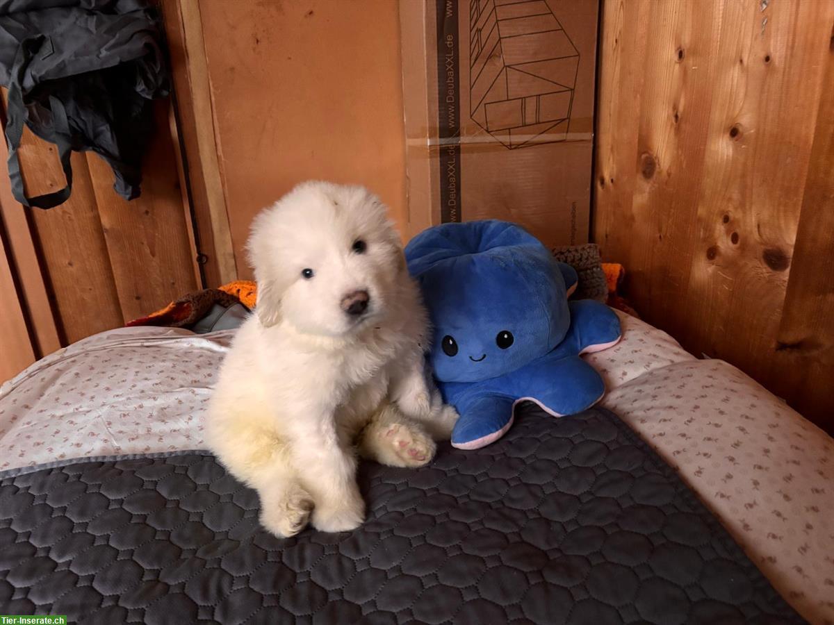 Bild 2: Pyrenäenberghunde Welpe, ruhige kleine Hündin