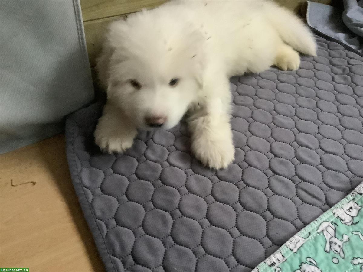 Bild 3: Pyrenäenberghunde Welpe, ruhige kleine Hündin