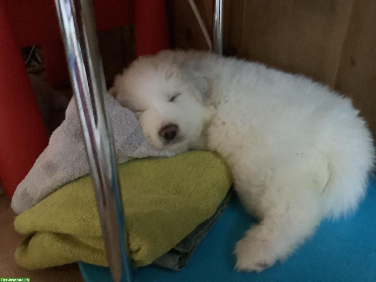 Bild 5: Pyrenäenberghunde Welpe, ruhige kleine Hündin