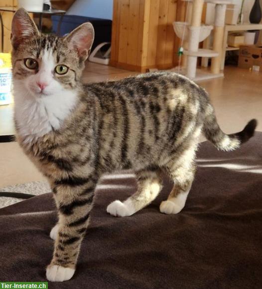 Junger Kater sucht ländliches Zuhause mit Freigang