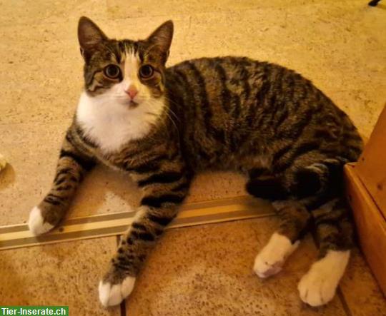 Bild 2: Junger Kater sucht ländliches Zuhause mit Freigang