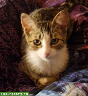 Bild 3: Junger Kater sucht ländliches Zuhause mit Freigang