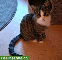 Bild 4: Junger Kater sucht ländliches Zuhause mit Freigang