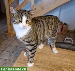 Bild 5: Junger Kater sucht ländliches Zuhause mit Freigang