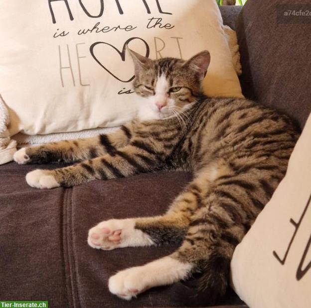 Bild 6: Junger Kater sucht ländliches Zuhause mit Freigang