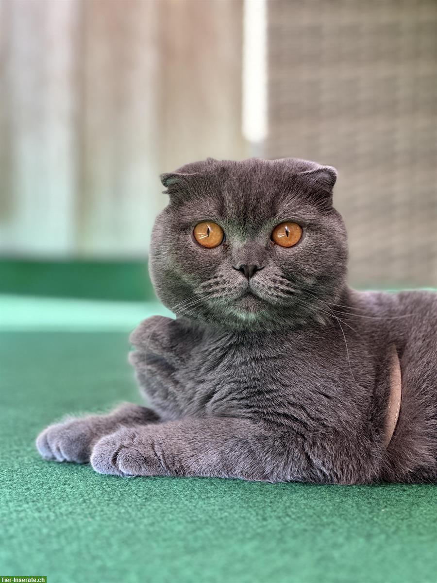 BKH x Scottish Fold Katze, 5-jährig zu verkaufen