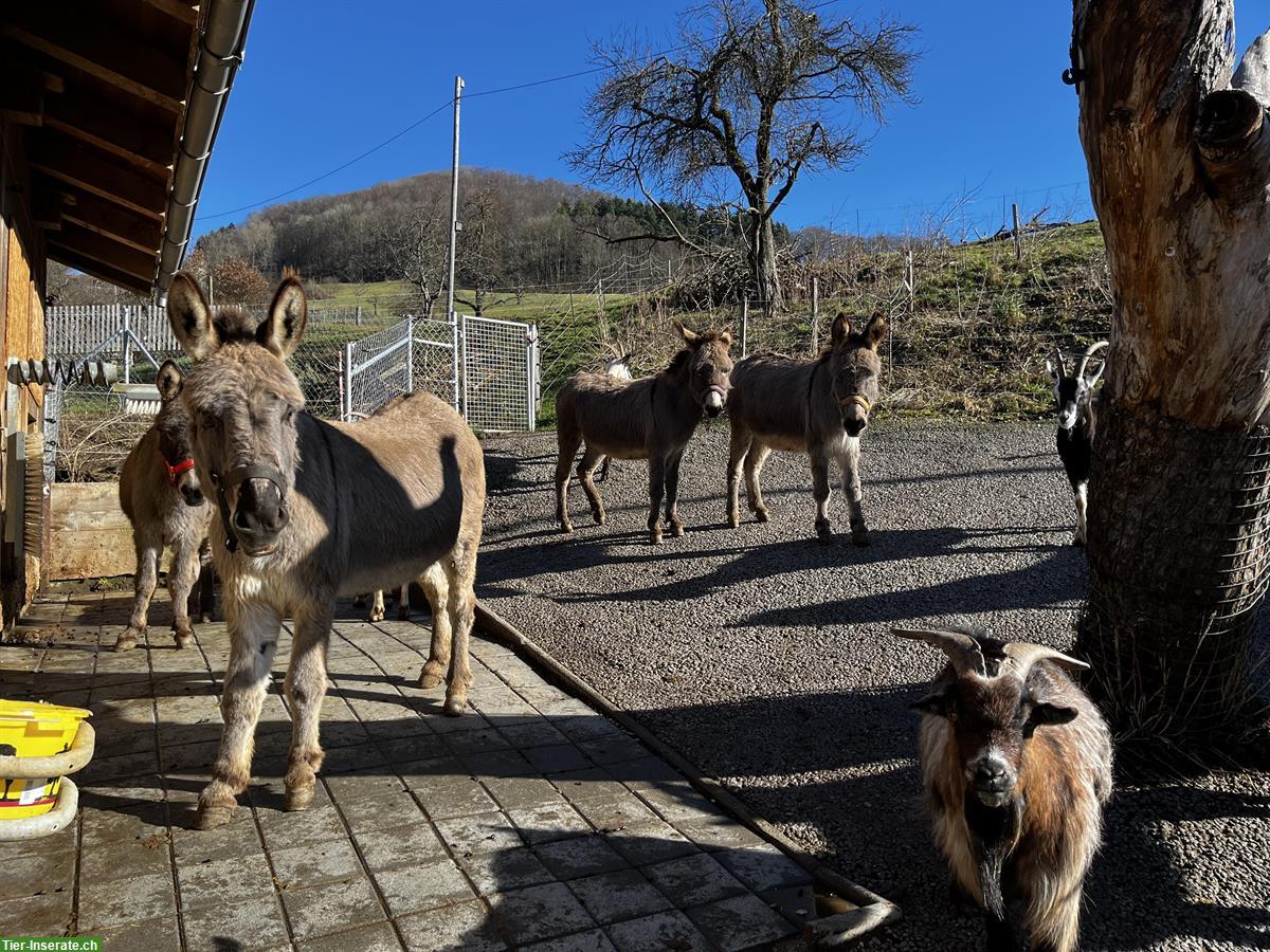 Esel Wallach Liam, Jahrgang 2013 - sucht neuen Platz