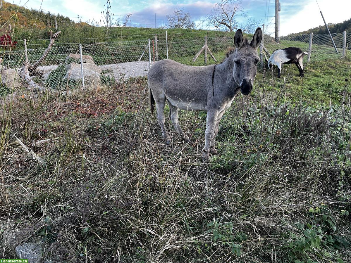 Bild 2: Esel Wallach Liam, Jahrgang 2013 - sucht neuen Platz