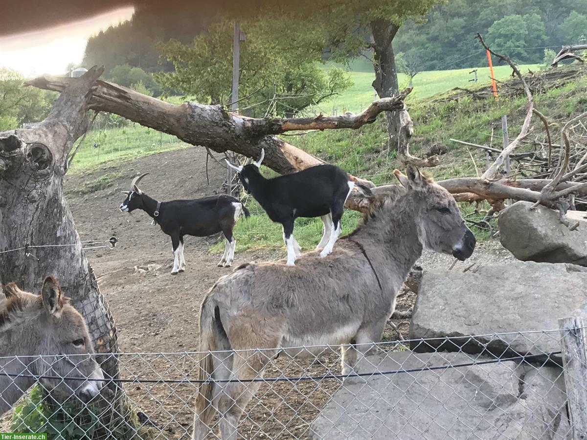 Bild 3: Esel Wallach Liam, Jahrgang 2013 - sucht neuen Platz