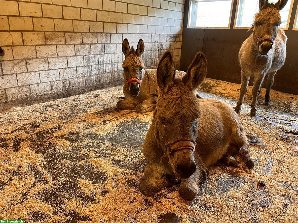 Bild 4: Esel Wallach Liam, Jahrgang 2013 - sucht neuen Platz