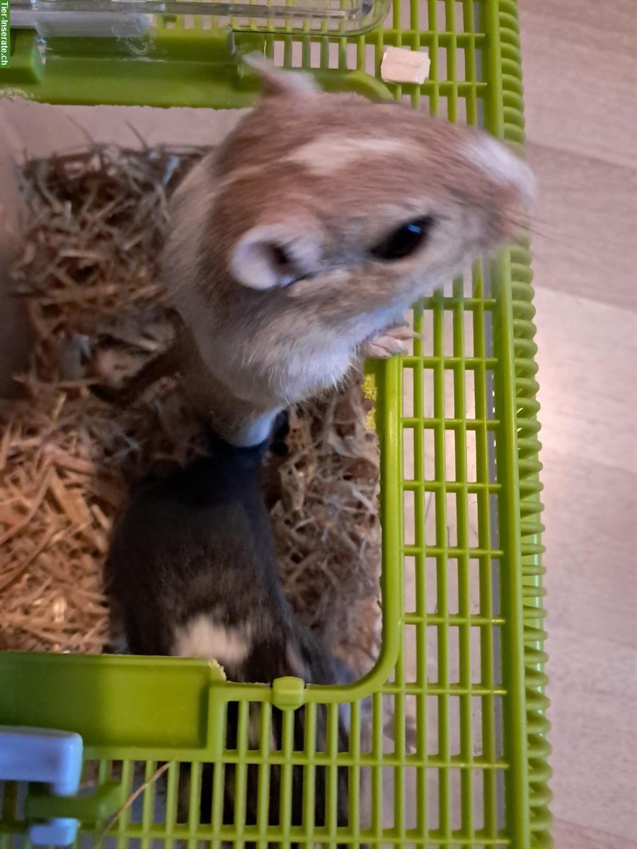 2 Mongolische Rennmäuse mit oder ohne Käfig