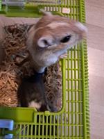 2 Mongolische Rennmäuse mit oder ohne Käfig