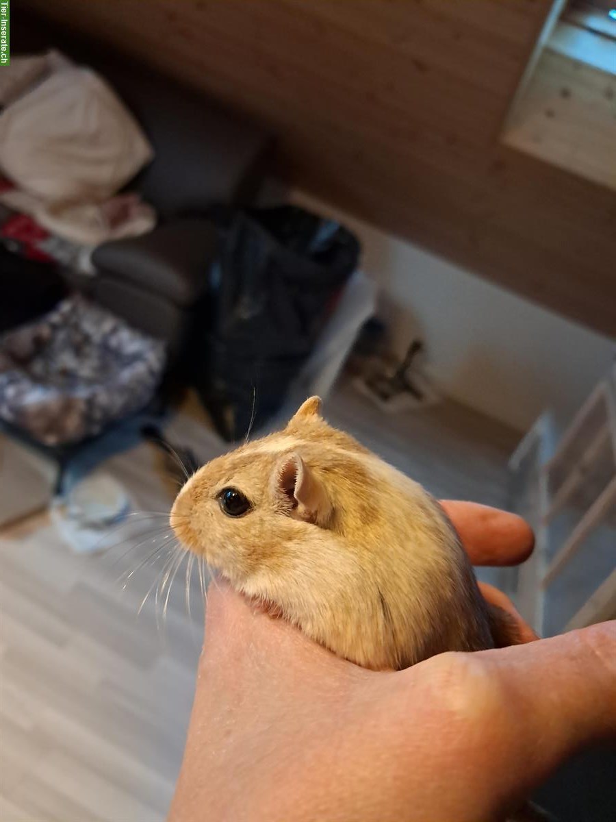 Bild 2: 2 Mongolische Rennmäuse mit oder ohne Käfig