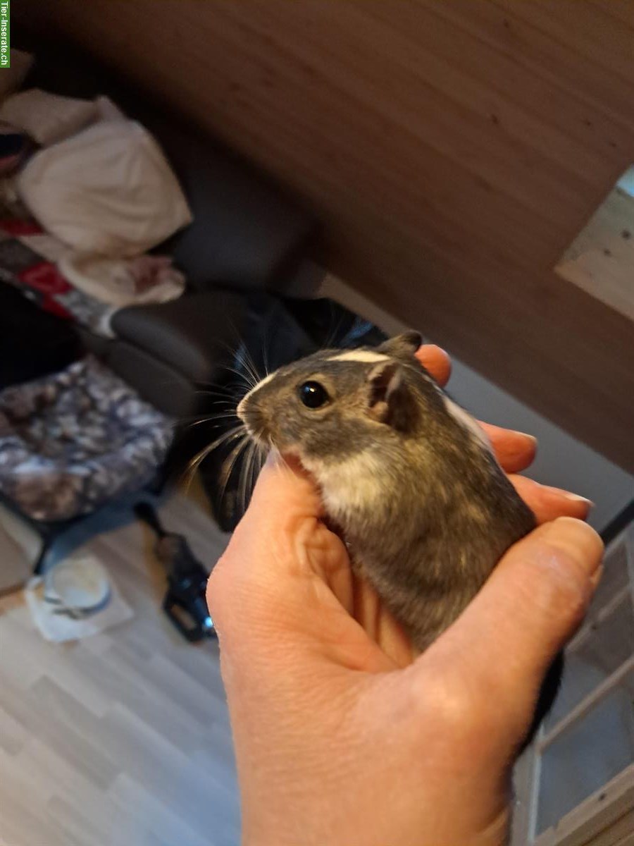 Bild 3: 2 Mongolische Rennmäuse mit oder ohne Käfig