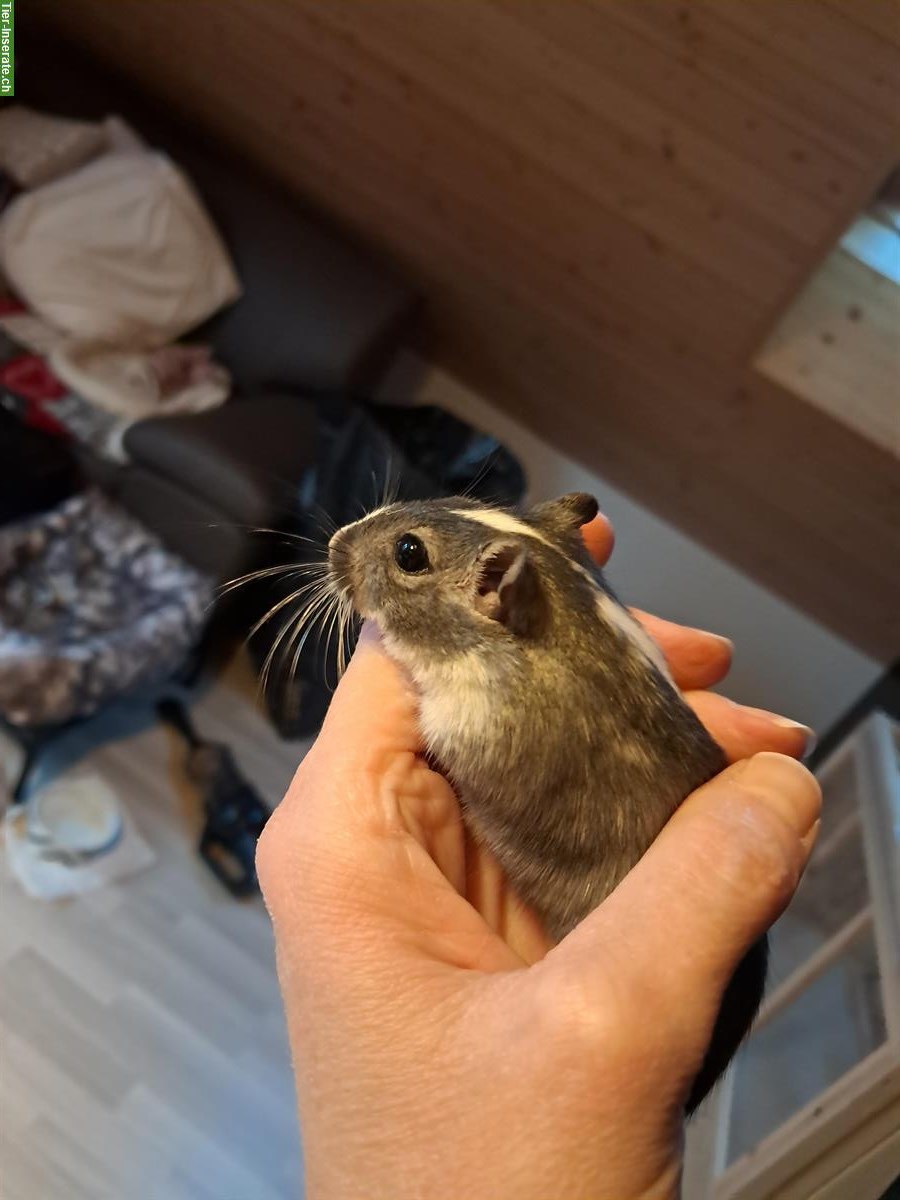 Bild 4: 2 Mongolische Rennmäuse mit oder ohne Käfig